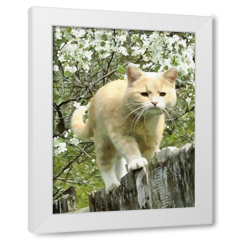 Curious Cat II White Modern Wood Framed Art Print by Medeiros, Celito