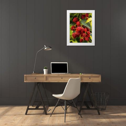 Red Raspberries White Modern Wood Framed Art Print by Medeiros, Celito