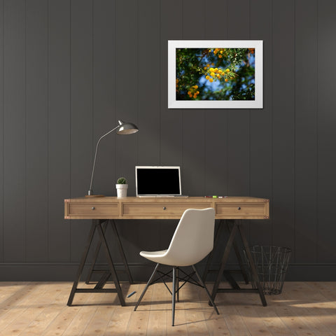 Yellow Mimosa I White Modern Wood Framed Art Print by Knoble