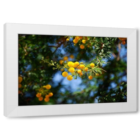 Yellow Mimosa I White Modern Wood Framed Art Print by Knoble