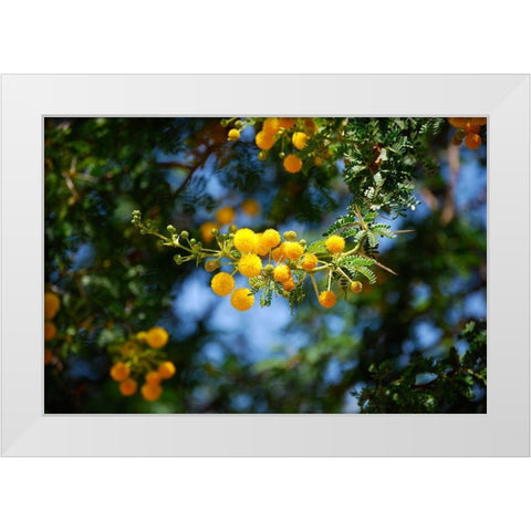 Yellow Mimosa I White Modern Wood Framed Art Print by Knoble