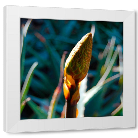 Aloe Bud I White Modern Wood Framed Art Print by Knoble