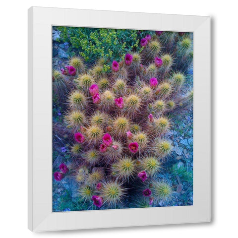 Cactus Blooms I White Modern Wood Framed Art Print by Knoble