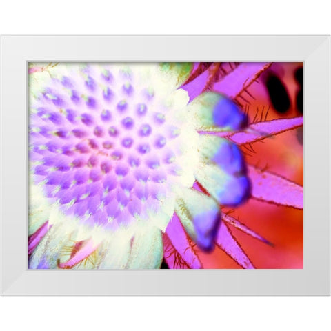 Natural Glow I White Modern Wood Framed Art Print by Grayscale