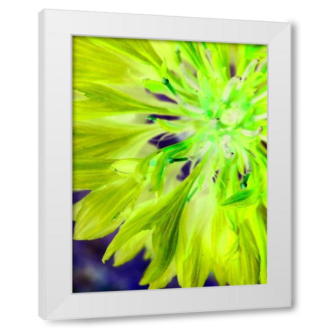 Natural Glow II White Modern Wood Framed Art Print by Grayscale