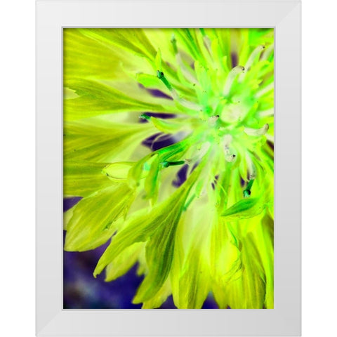Natural Glow II White Modern Wood Framed Art Print by Grayscale