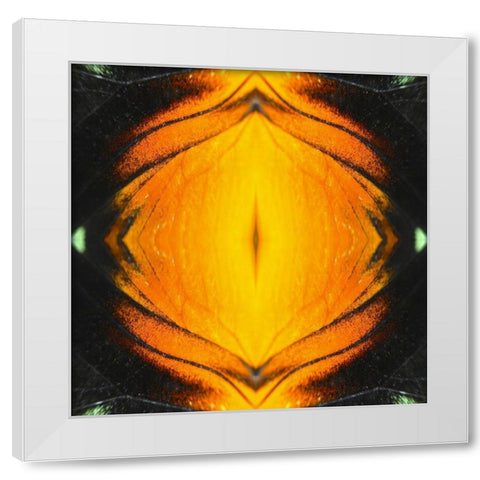 Butterfly Eye Ib White Modern Wood Framed Art Print by Grayscale