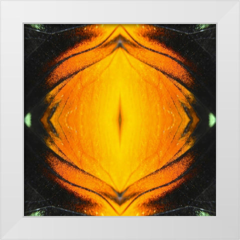 Butterfly Eye Ib White Modern Wood Framed Art Print by Grayscale