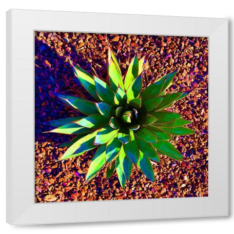 Aloe Burst II White Modern Wood Framed Art Print by Grayscale