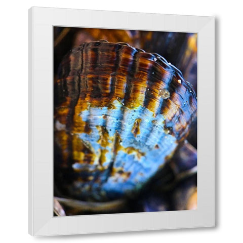 Wet Shell I White Modern Wood Framed Art Print by Grayscale