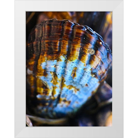 Wet Shell I White Modern Wood Framed Art Print by Grayscale
