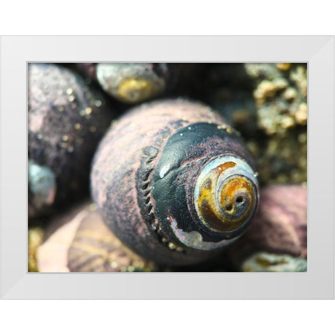 Shell Spiral I White Modern Wood Framed Art Print by Grayscale