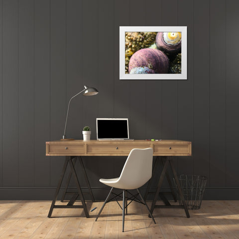 Shell Spiral II White Modern Wood Framed Art Print by Grayscale