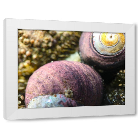Shell Spiral II White Modern Wood Framed Art Print by Grayscale