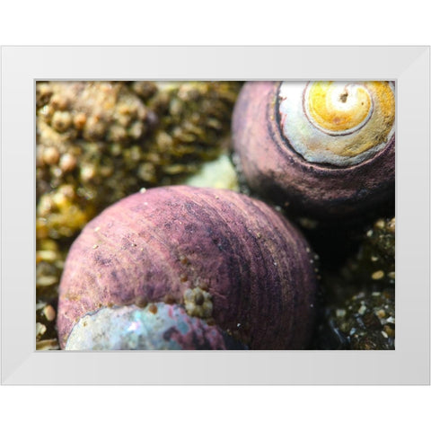 Shell Spiral II White Modern Wood Framed Art Print by Grayscale