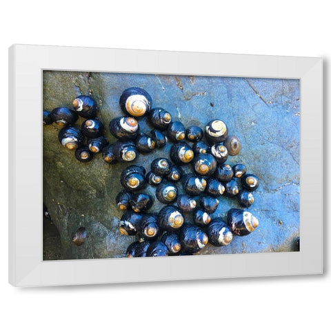 Shell Spiral III White Modern Wood Framed Art Print by Grayscale