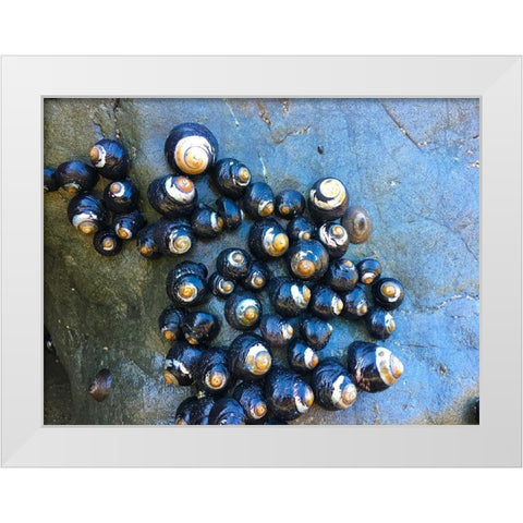 Shell Spiral III White Modern Wood Framed Art Print by Grayscale