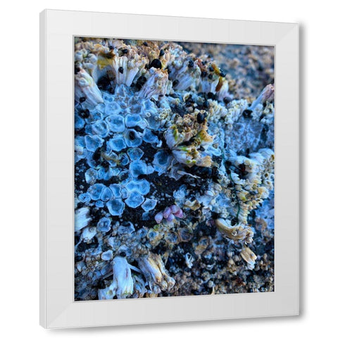 Coral Mussels I White Modern Wood Framed Art Print by Grayscale