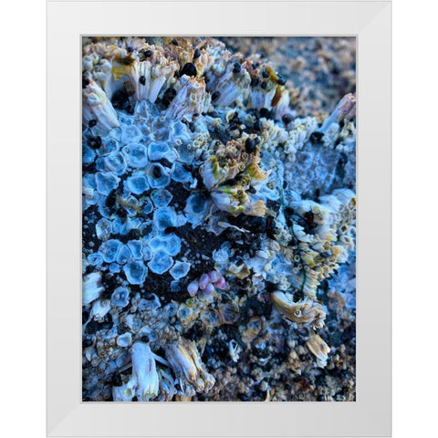 Coral Mussels I White Modern Wood Framed Art Print by Grayscale