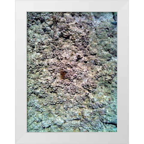 Coral Mussels II White Modern Wood Framed Art Print by Grayscale