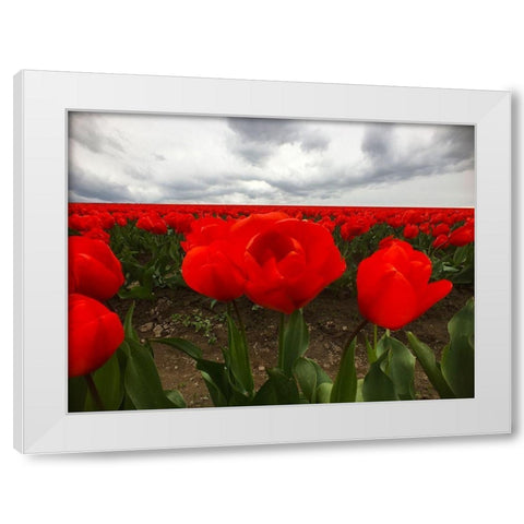 Red Tulip Field White Modern Wood Framed Art Print by Grayscale