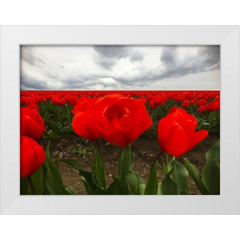 Red Tulip Field White Modern Wood Framed Art Print by Grayscale