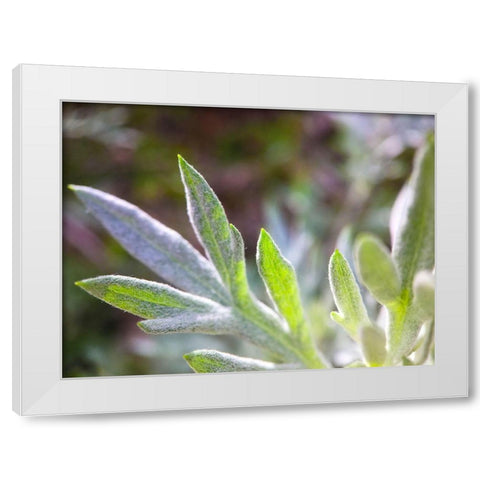 Silver Leaves I White Modern Wood Framed Art Print by Grayscale