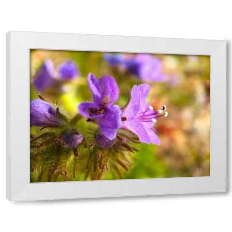 Purple Fuzzy I White Modern Wood Framed Art Print by Grayscale