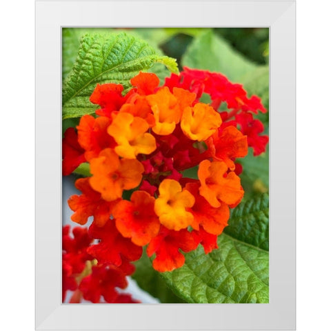 Lantana I White Modern Wood Framed Art Print by Grayscale