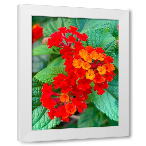 Lantana II White Modern Wood Framed Art Print by Grayscale