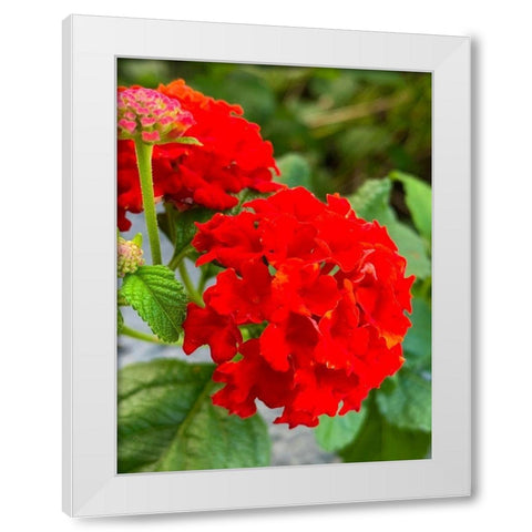Lantana III White Modern Wood Framed Art Print by Grayscale