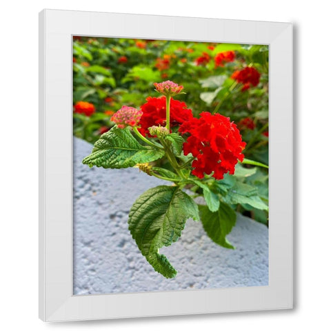 Lantana IV White Modern Wood Framed Art Print by Grayscale