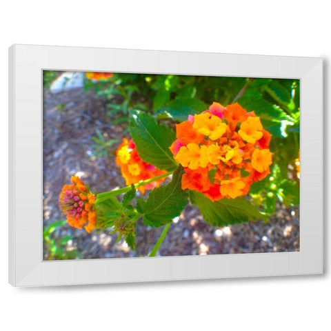 Lantana V White Modern Wood Framed Art Print by Grayscale