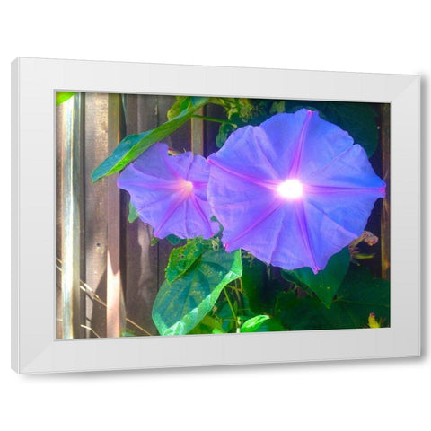 Morning Glory I White Modern Wood Framed Art Print by Grayscale