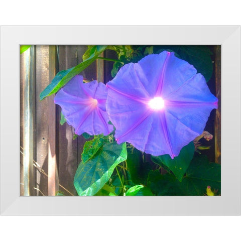 Morning Glory I White Modern Wood Framed Art Print by Grayscale