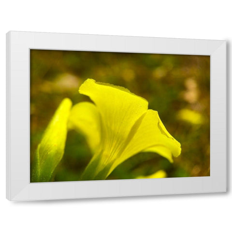 Yellow Wildflower III White Modern Wood Framed Art Print by Grayscale
