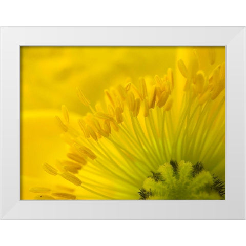 Yellow Wildflower V White Modern Wood Framed Art Print by Grayscale