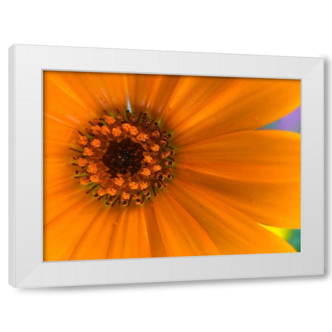 Orange Wildflower II White Modern Wood Framed Art Print by Grayscale