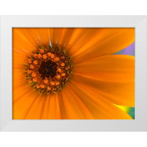 Orange Wildflower II White Modern Wood Framed Art Print by Grayscale