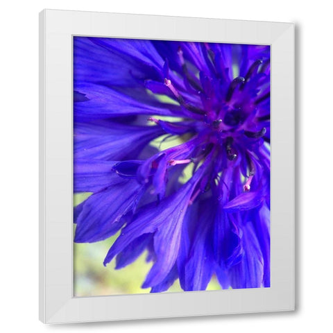 Purple Wildflower I White Modern Wood Framed Art Print by Grayscale