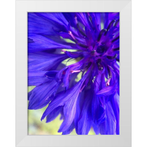 Purple Wildflower I White Modern Wood Framed Art Print by Grayscale