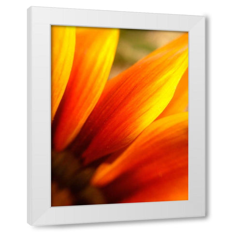 Orange Wildflower IV White Modern Wood Framed Art Print by Grayscale