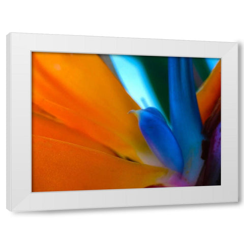 Bird Of Paradise I White Modern Wood Framed Art Print by Grayscale
