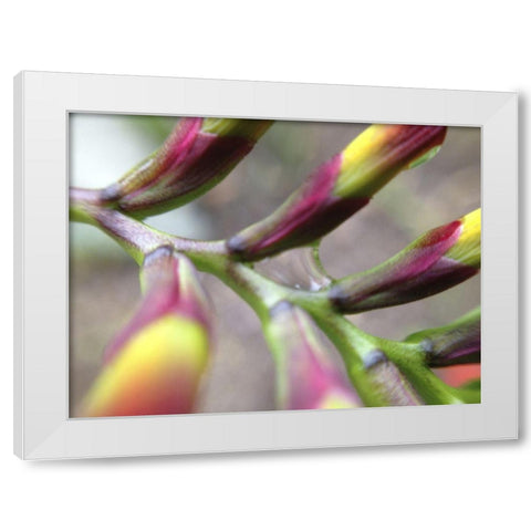 Spine I White Modern Wood Framed Art Print by Grayscale