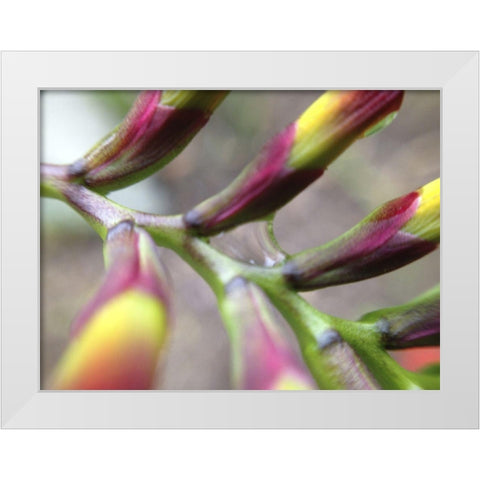 Spine I White Modern Wood Framed Art Print by Grayscale