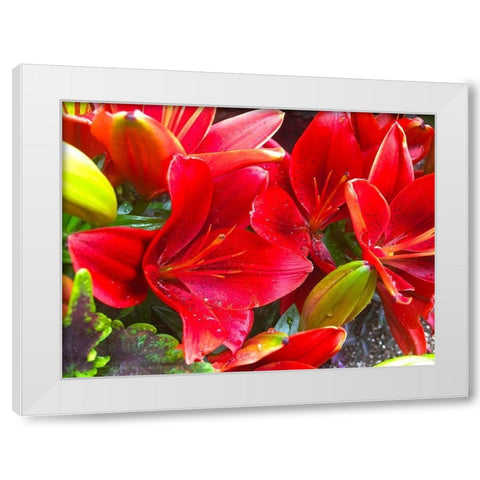 Wet Blooms I White Modern Wood Framed Art Print by Grayscale