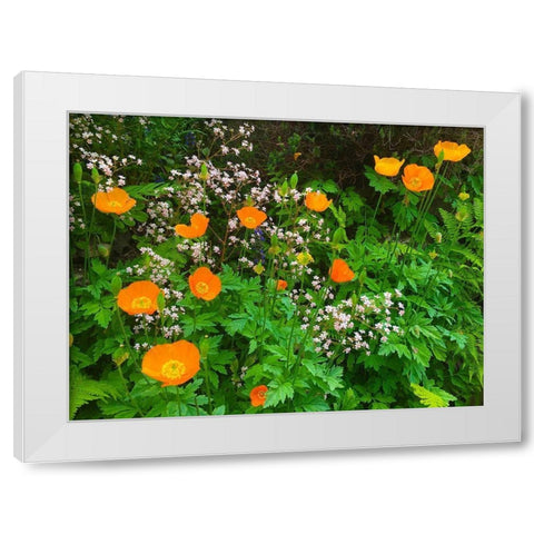 Orange Poppy Nest I White Modern Wood Framed Art Print by Grayscale