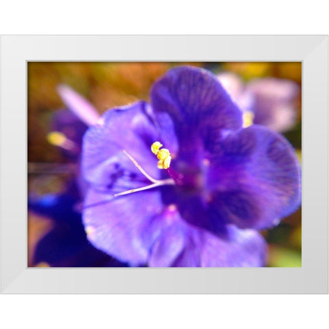 Purple Bloom I White Modern Wood Framed Art Print by Grayscale