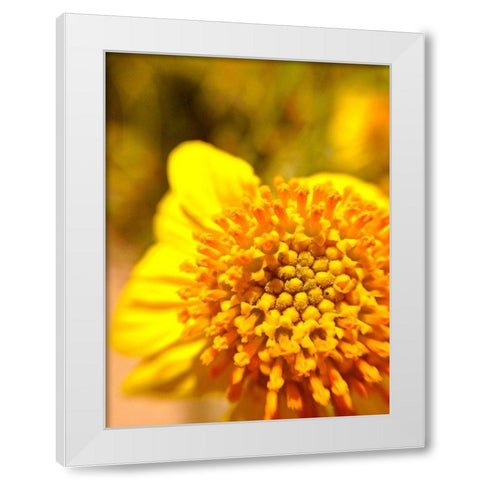 Yellow Cluster I White Modern Wood Framed Art Print by Grayscale
