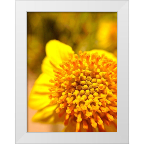 Yellow Cluster I White Modern Wood Framed Art Print by Grayscale